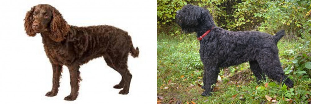 Black Russian Terrier vs American Water Spaniel - Breed Comparison