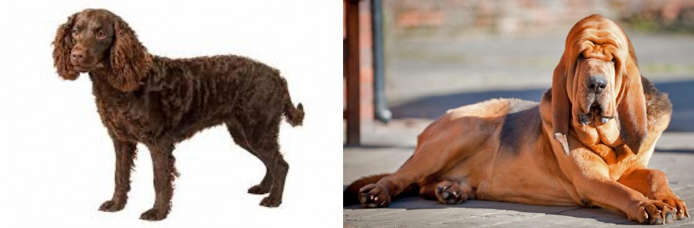 Bloodhound vs American Water Spaniel - Breed Comparison