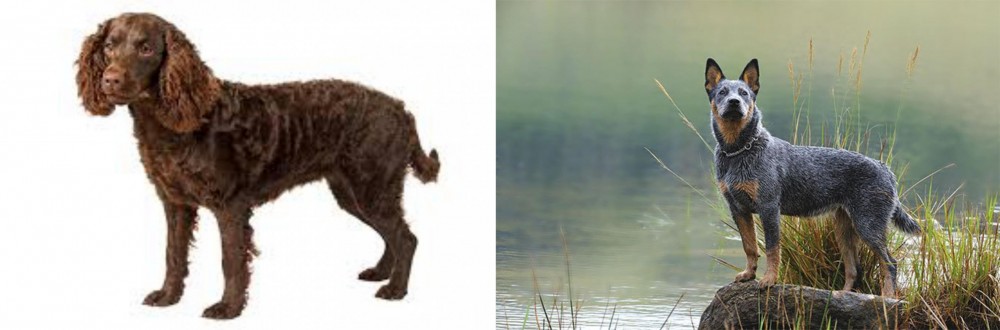 Blue Healer vs American Water Spaniel - Breed Comparison