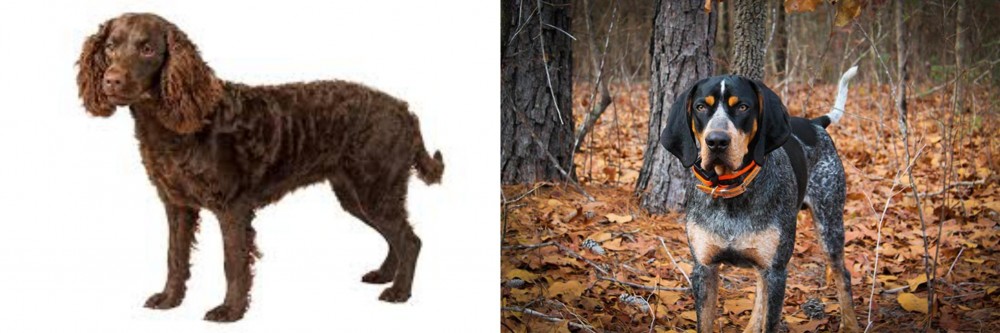 Bluetick Coonhound vs American Water Spaniel - Breed Comparison