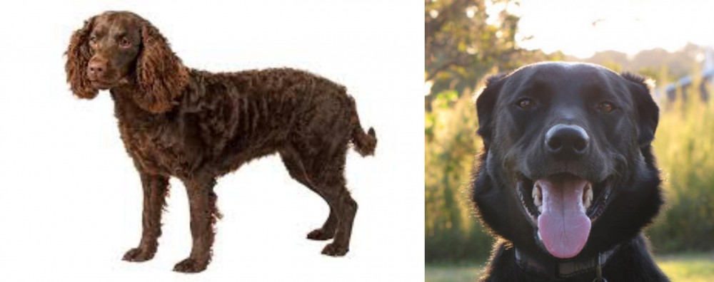 Borador vs American Water Spaniel - Breed Comparison