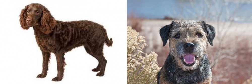 Border Terrier vs American Water Spaniel - Breed Comparison