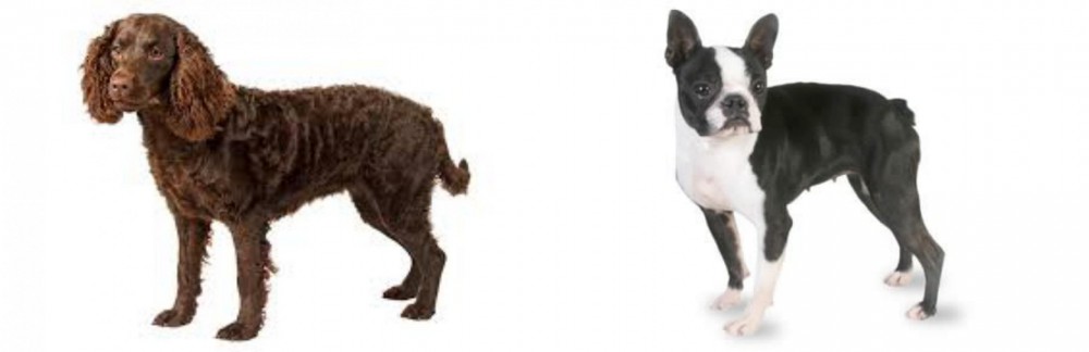 Boston Terrier vs American Water Spaniel - Breed Comparison