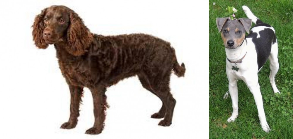 Brazilian Terrier vs American Water Spaniel - Breed Comparison