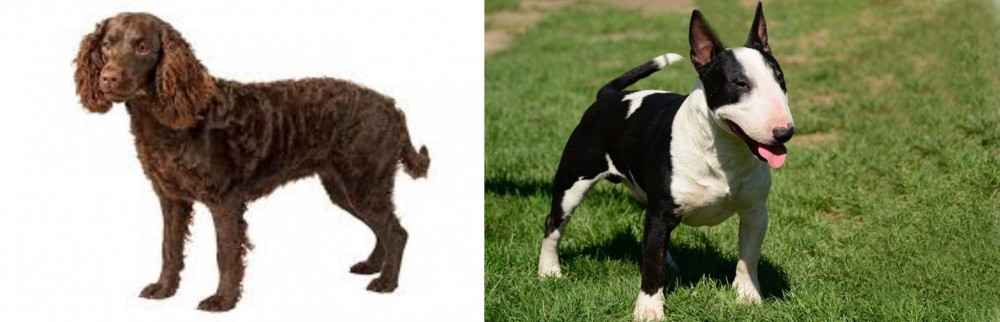 Bull Terrier Miniature vs American Water Spaniel - Breed Comparison