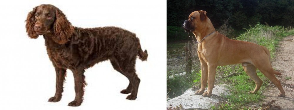 Bullmastiff vs American Water Spaniel - Breed Comparison