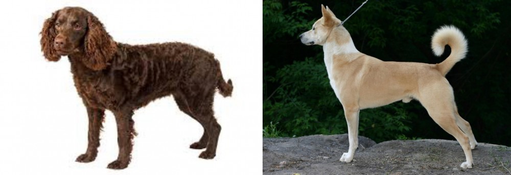 Canaan Dog vs American Water Spaniel - Breed Comparison