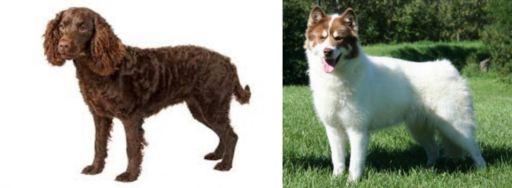 Canadian Eskimo Dog vs American Water Spaniel - Breed Comparison