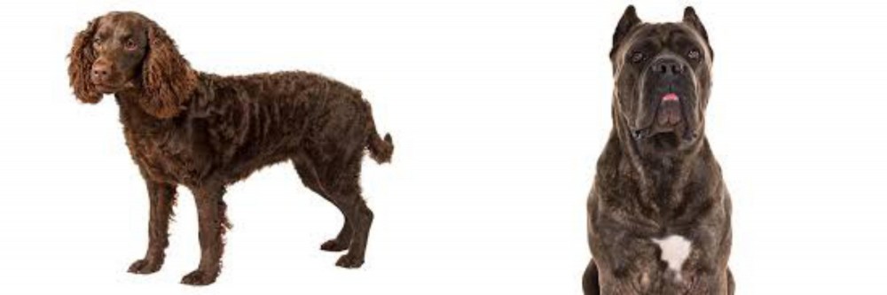 Cane Corso vs American Water Spaniel - Breed Comparison