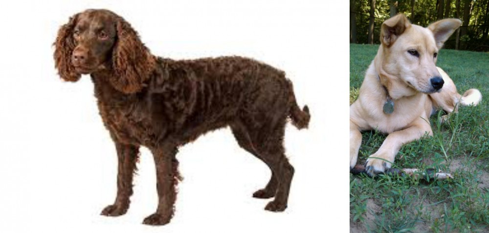 Carolina Dog vs American Water Spaniel - Breed Comparison