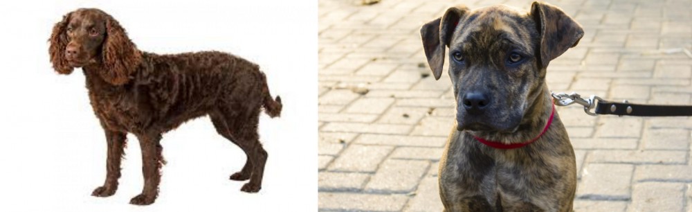 Catahoula Bulldog vs American Water Spaniel - Breed Comparison