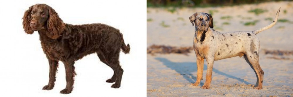Catahoula Cur vs American Water Spaniel - Breed Comparison