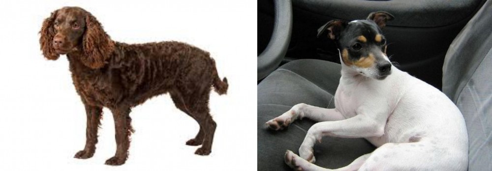 Chilean Fox Terrier vs American Water Spaniel - Breed Comparison