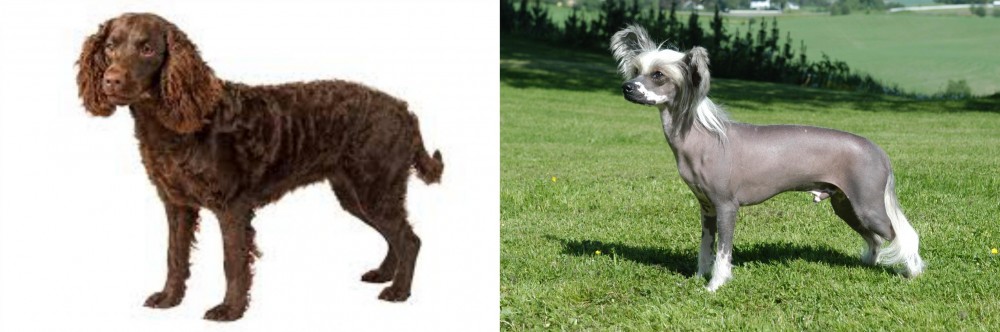 Chinese Crested Dog vs American Water Spaniel - Breed Comparison