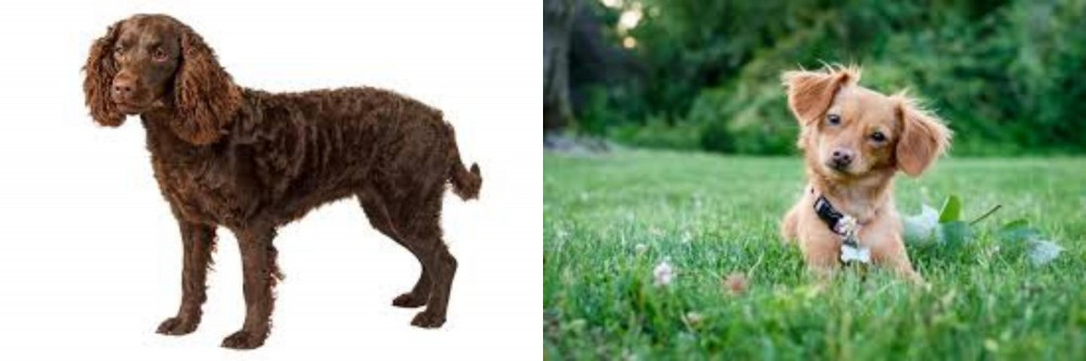 Chiweenie vs American Water Spaniel - Breed Comparison
