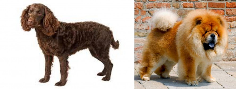 Chow Chow vs American Water Spaniel - Breed Comparison
