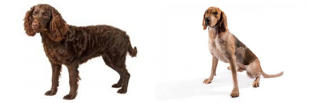 Coonhound vs American Water Spaniel - Breed Comparison