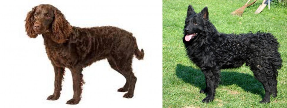 Croatian Sheepdog vs American Water Spaniel - Breed Comparison