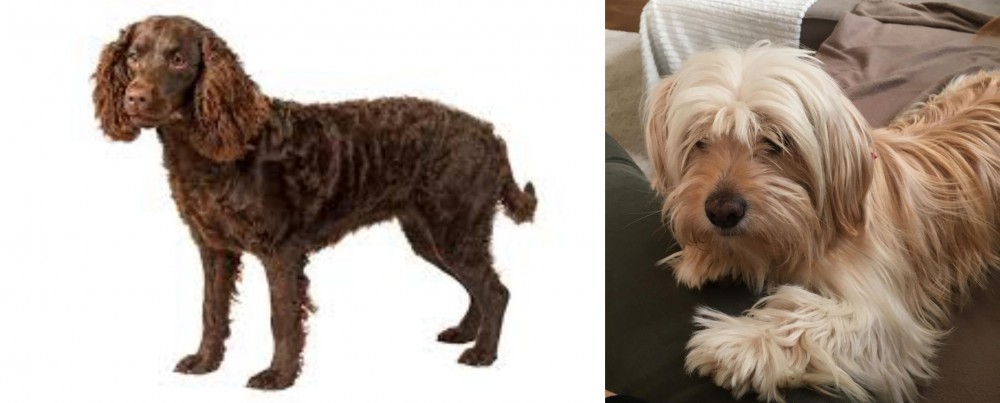 Cyprus Poodle vs American Water Spaniel - Breed Comparison