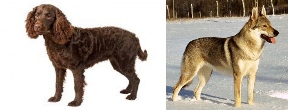 Czechoslovakian Wolfdog vs American Water Spaniel - Breed Comparison