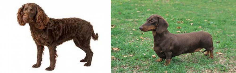 Dachshund vs American Water Spaniel - Breed Comparison
