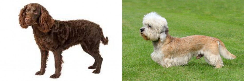 Dandie Dinmont Terrier vs American Water Spaniel - Breed Comparison
