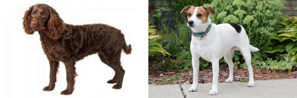 Danish Swedish Farmdog vs American Water Spaniel - Breed Comparison