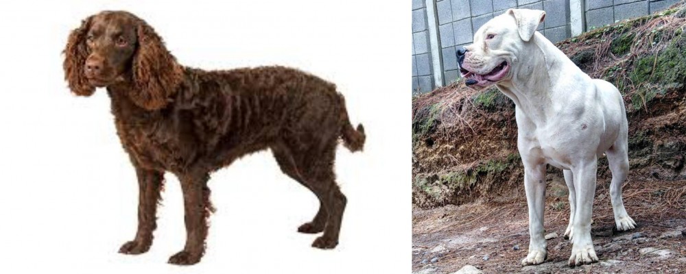 Dogo Guatemalteco vs American Water Spaniel - Breed Comparison