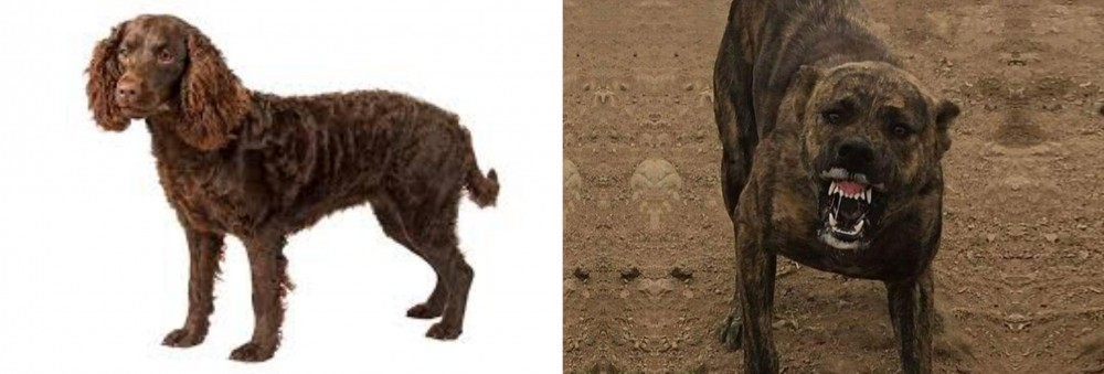 Dogo Sardesco vs American Water Spaniel - Breed Comparison