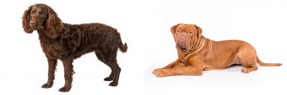 Dogue De Bordeaux vs American Water Spaniel - Breed Comparison