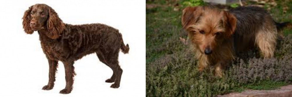 Dorkie vs American Water Spaniel - Breed Comparison