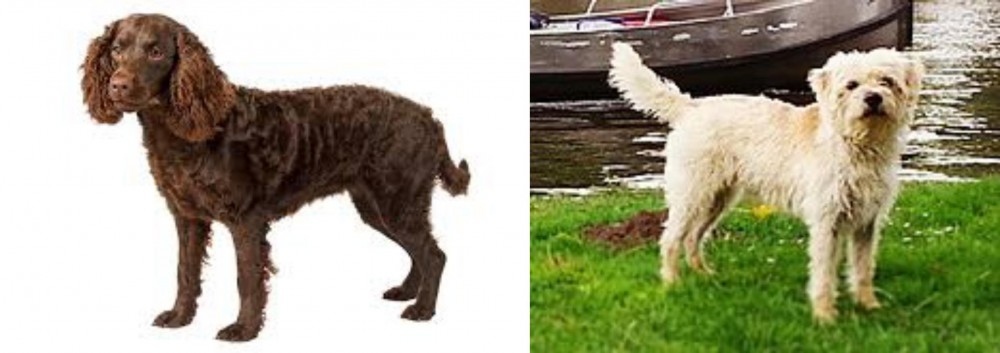 Dutch Smoushond vs American Water Spaniel - Breed Comparison