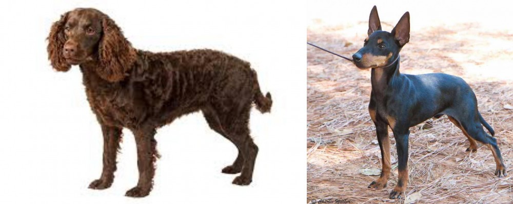 English Toy Terrier (Black & Tan) vs American Water Spaniel - Breed Comparison