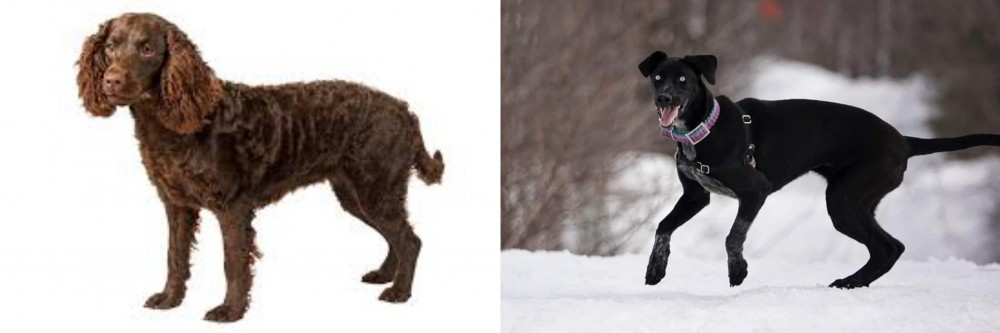 Eurohound vs American Water Spaniel - Breed Comparison