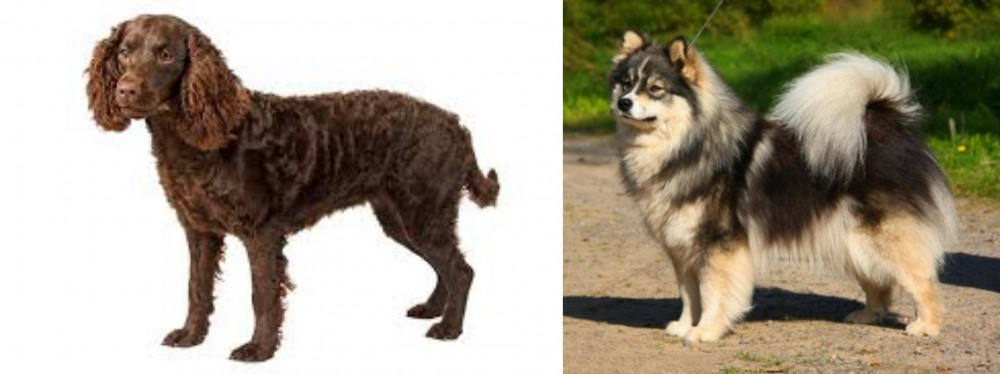 Finnish Lapphund vs American Water Spaniel - Breed Comparison