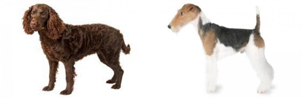 Fox Terrier vs American Water Spaniel - Breed Comparison
