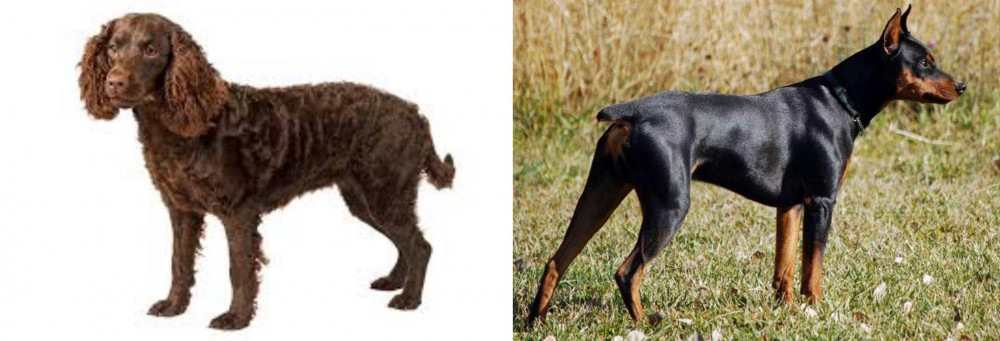 German Pinscher vs American Water Spaniel - Breed Comparison