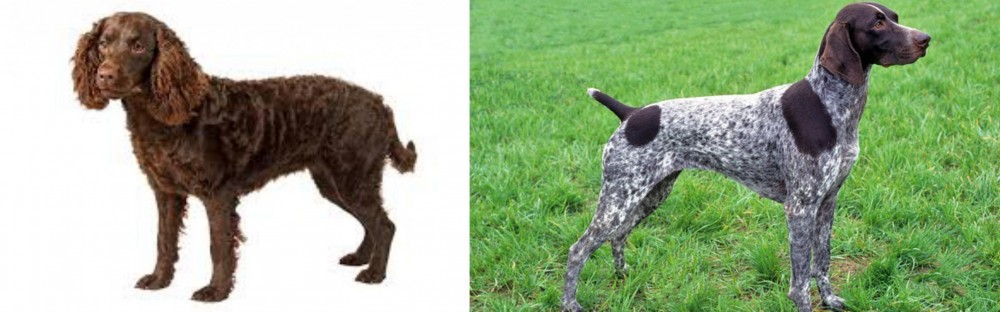 German Shorthaired Pointer vs American Water Spaniel - Breed Comparison