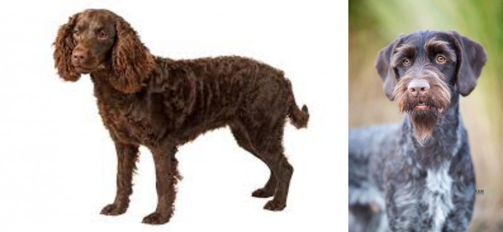 German Wirehaired Pointer vs American Water Spaniel - Breed Comparison
