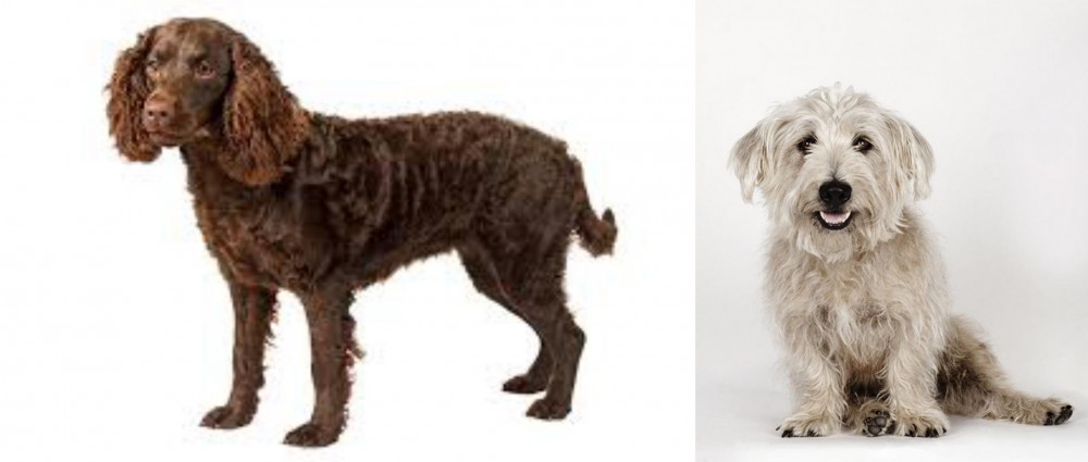 Glen of Imaal Terrier vs American Water Spaniel - Breed Comparison