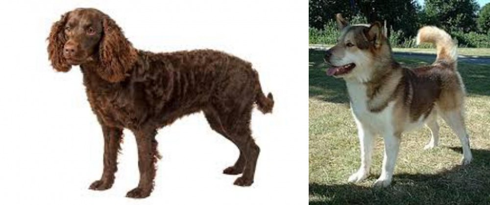 Greenland Dog vs American Water Spaniel - Breed Comparison