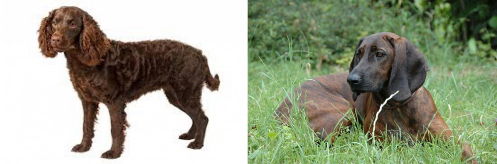 Hanover Hound vs American Water Spaniel - Breed Comparison
