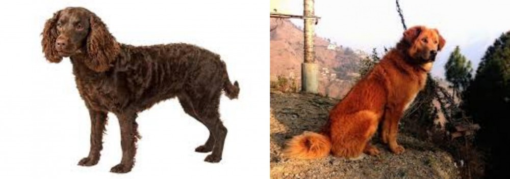 Himalayan Sheepdog vs American Water Spaniel - Breed Comparison