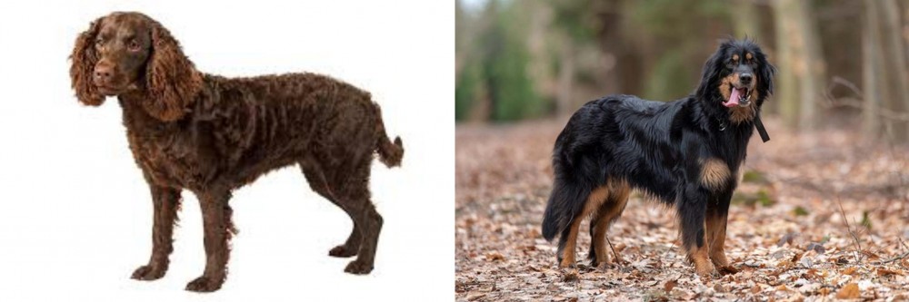 Hovawart vs American Water Spaniel - Breed Comparison
