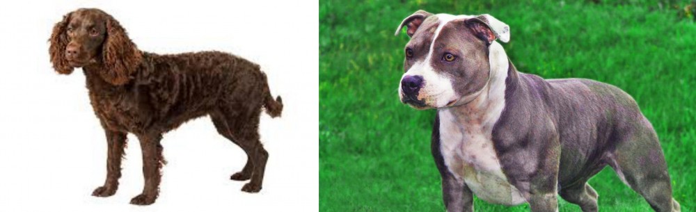 Irish Staffordshire Bull Terrier vs American Water Spaniel - Breed Comparison