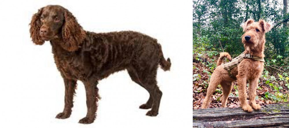 Irish Terrier vs American Water Spaniel - Breed Comparison