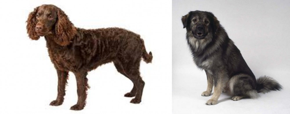 Istrian Sheepdog vs American Water Spaniel - Breed Comparison