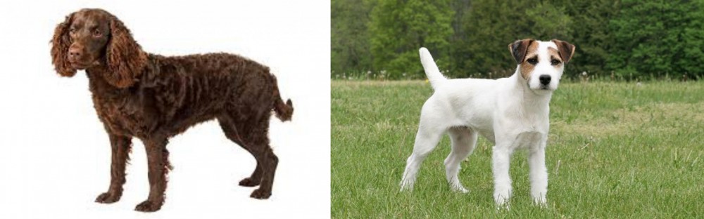 Jack Russell Terrier vs American Water Spaniel - Breed Comparison