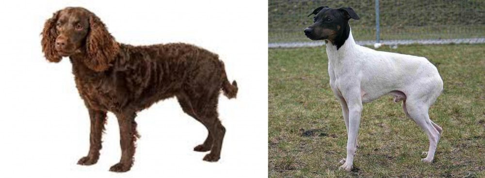 Japanese Terrier vs American Water Spaniel - Breed Comparison