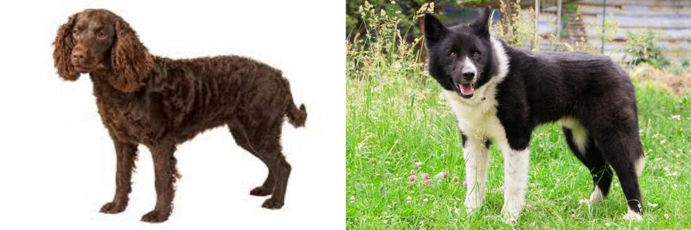 Karelian Bear Dog vs American Water Spaniel - Breed Comparison